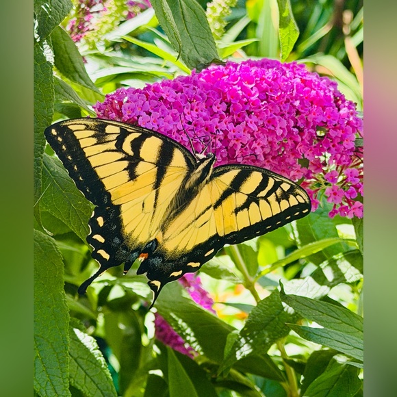 butterfly_8888
